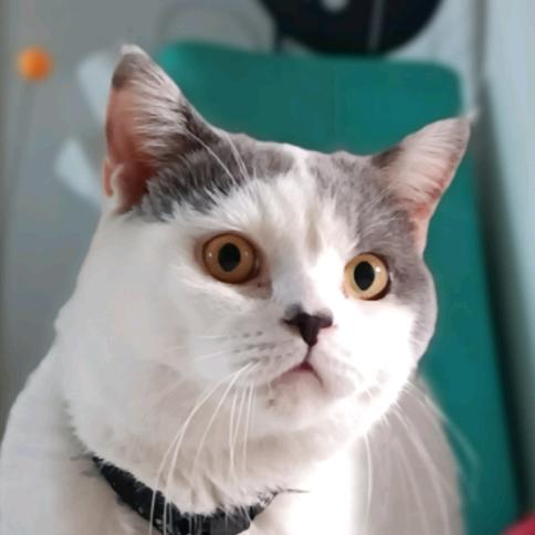大胖虫
