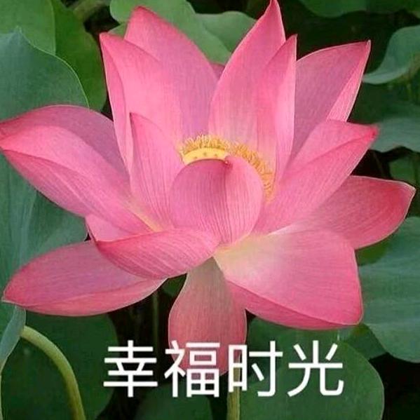 一颗大白菜