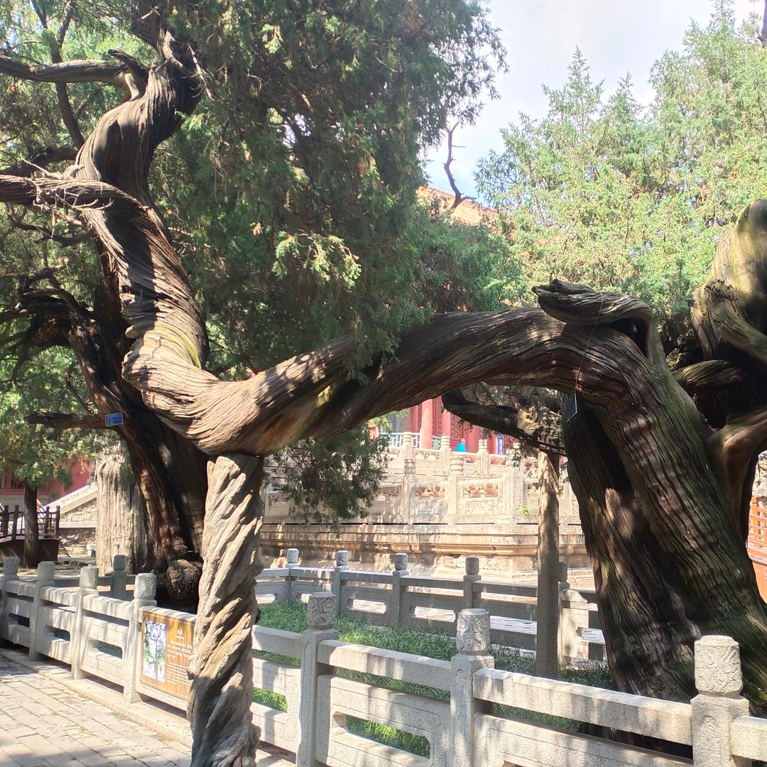 哥的寂寞你不懂