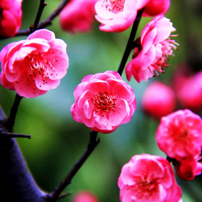 花好月圆