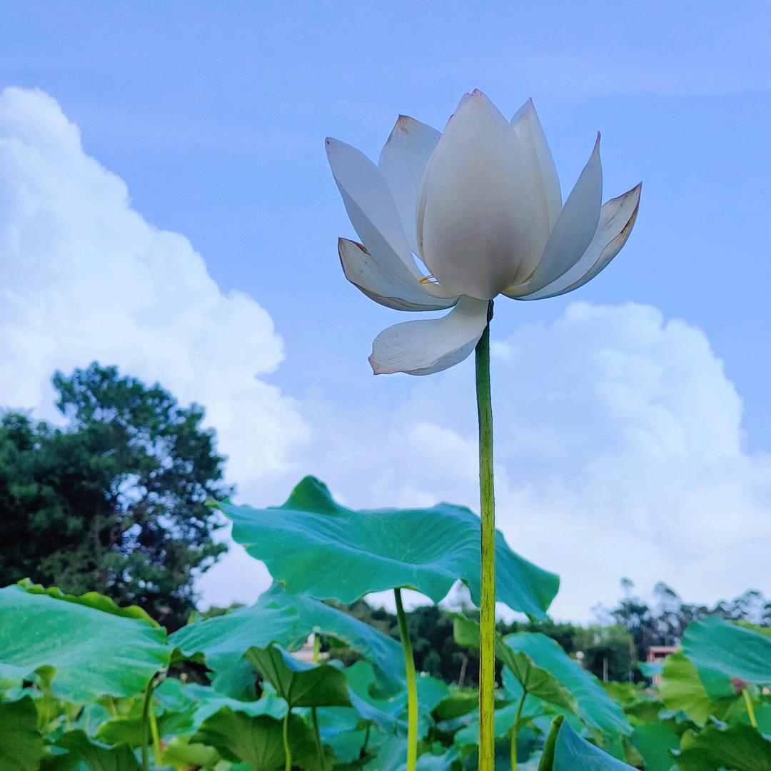 随风的沙