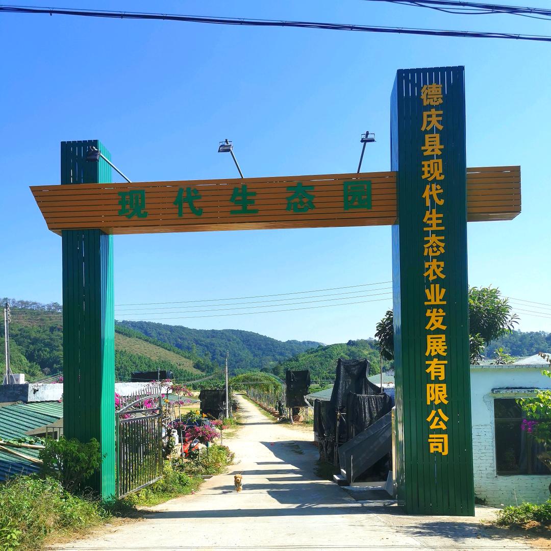 德庆现代生态园～小辣椒