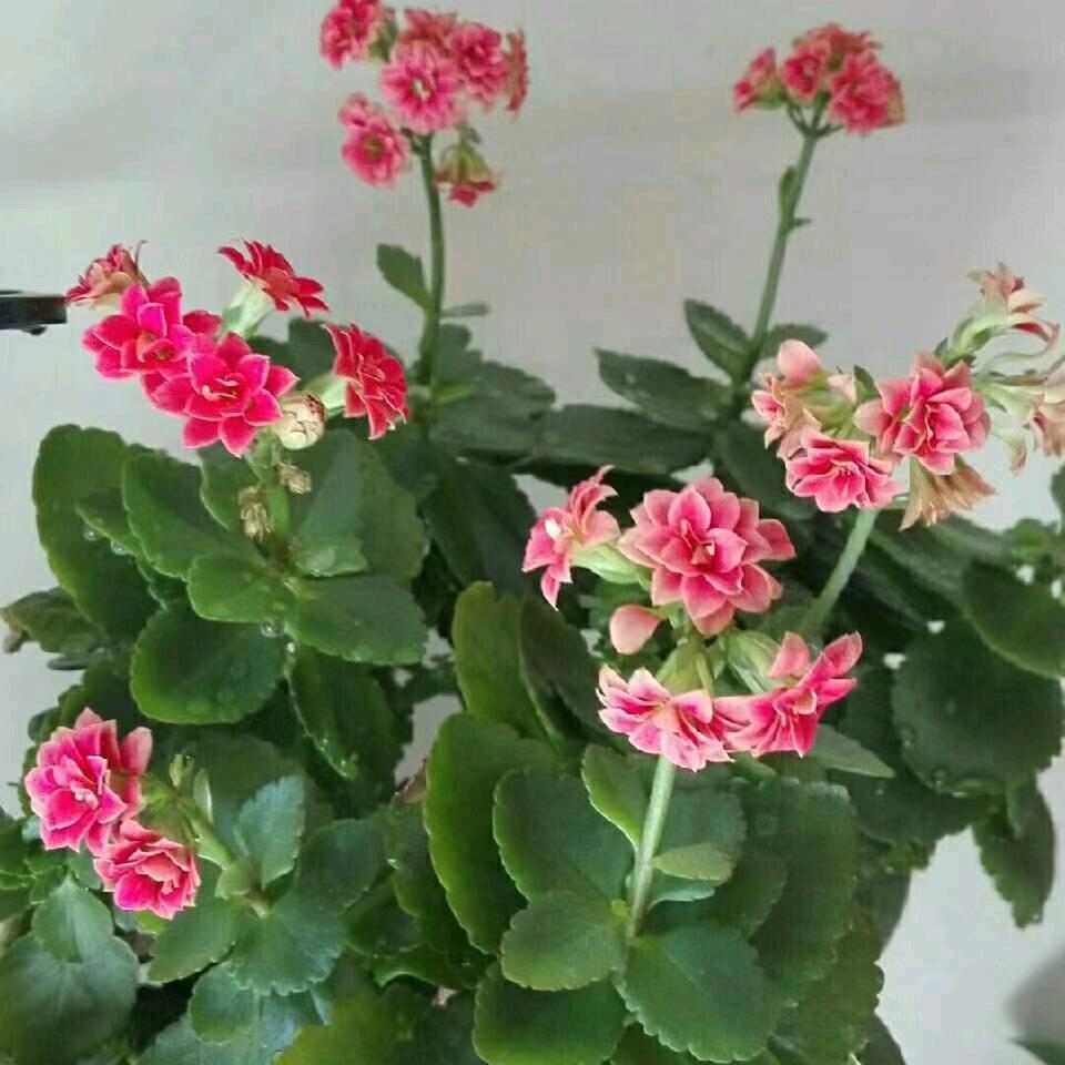 生活需要仪式感