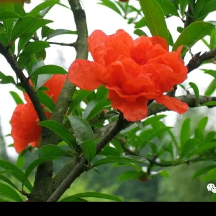 小花朵～～～