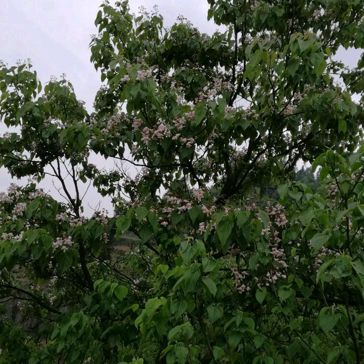 远方的你