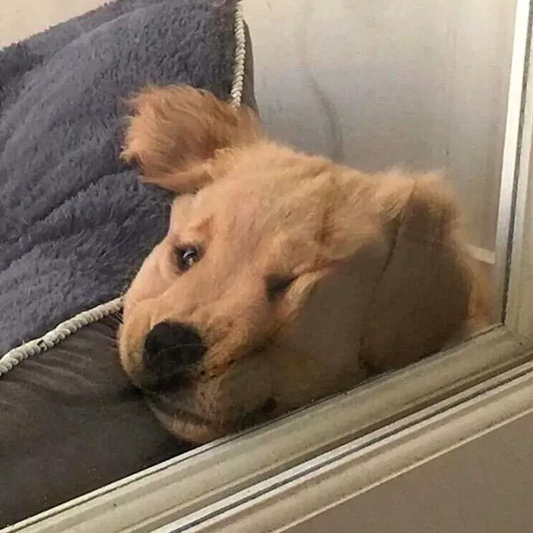 桉