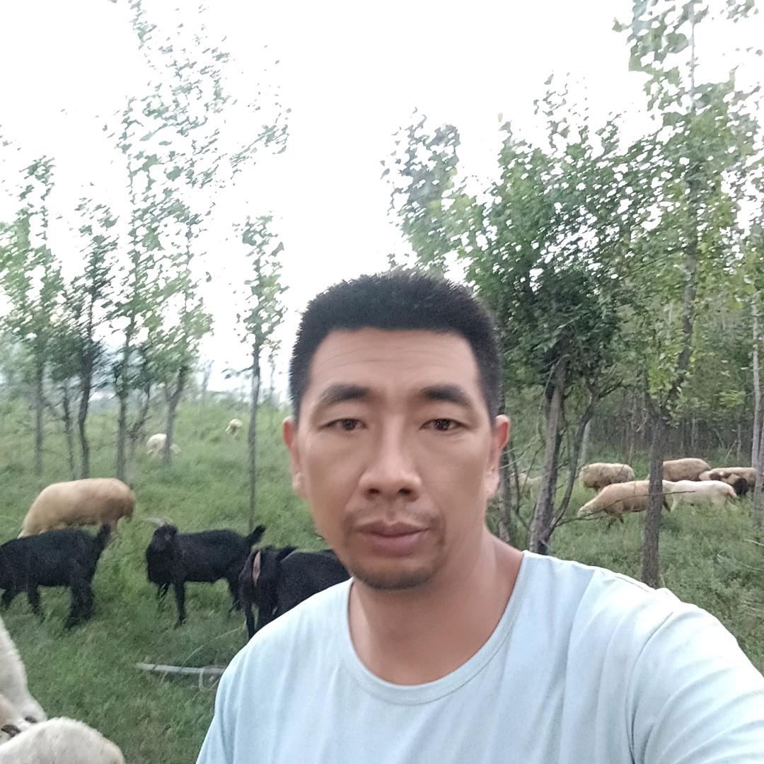想放一只羊（8631）