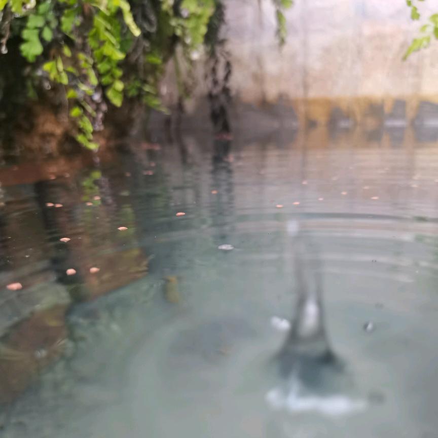 烟雨青丝园艺（刘杰）