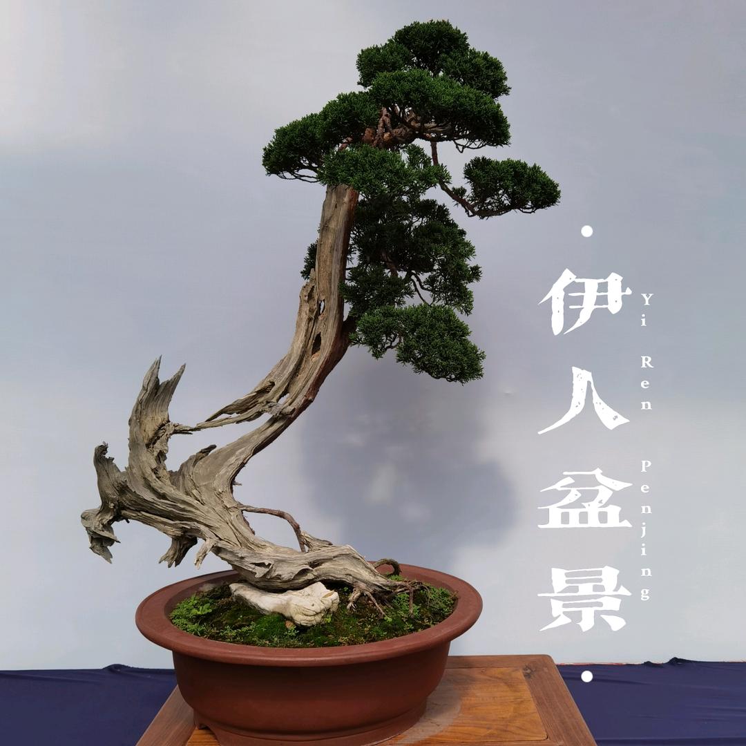 伊人盆景
