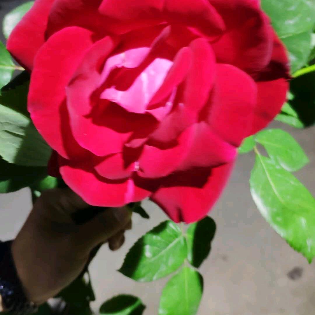 蔡文芳