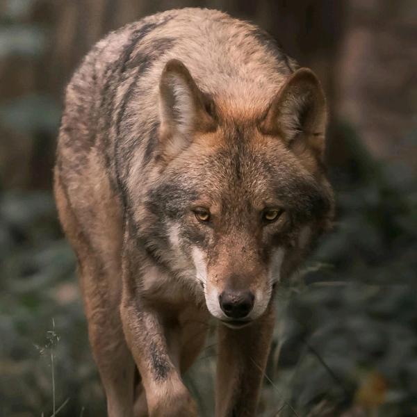 黑山旺鼎宠物基地