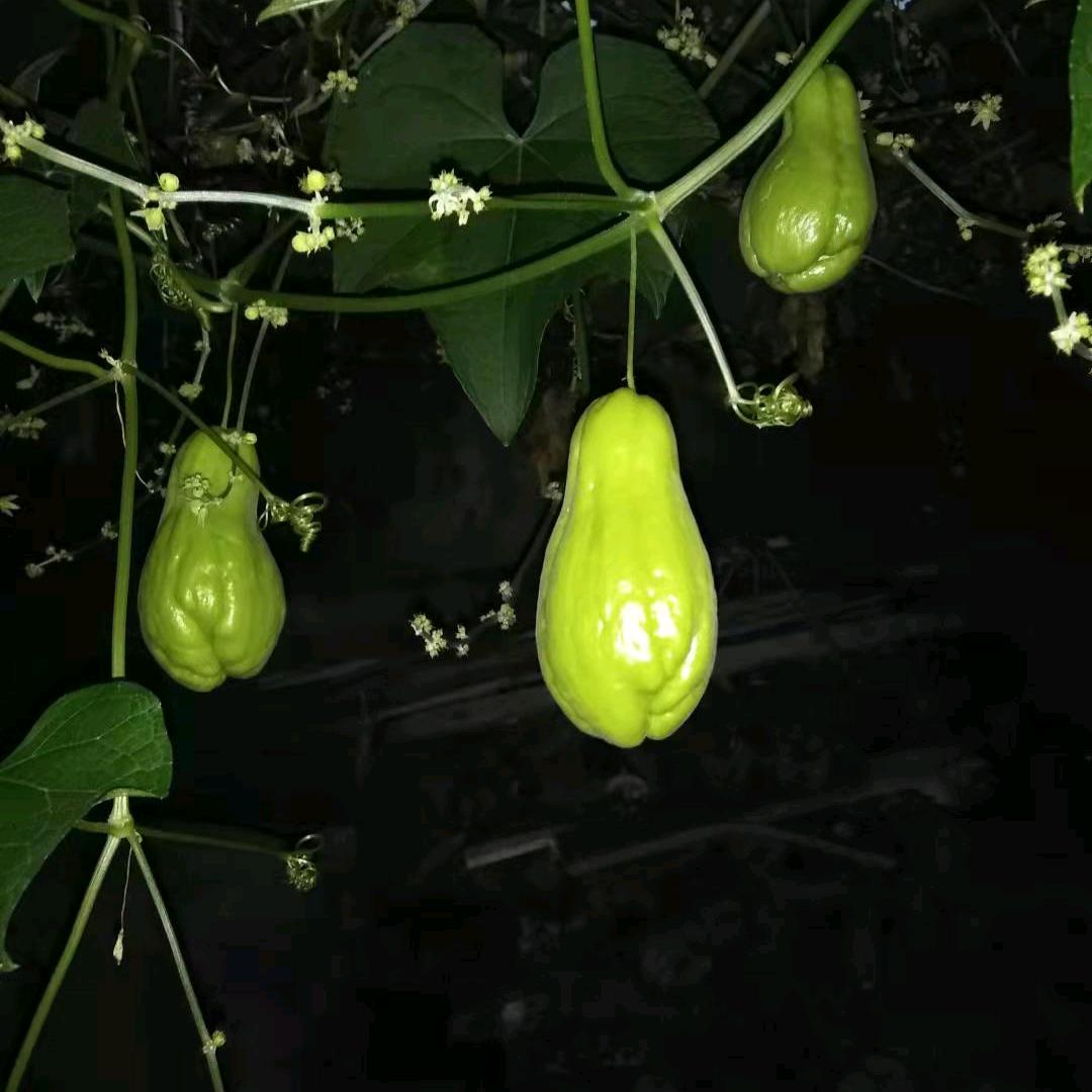 仙人掌头像