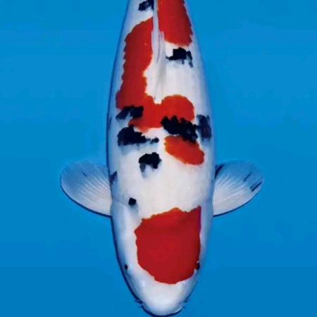 桐乡景之源园林绿化工程有限公司