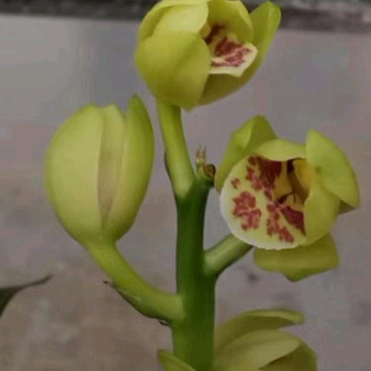 天下国兰（王献）