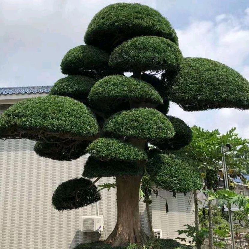 南阳大庄园苗木
