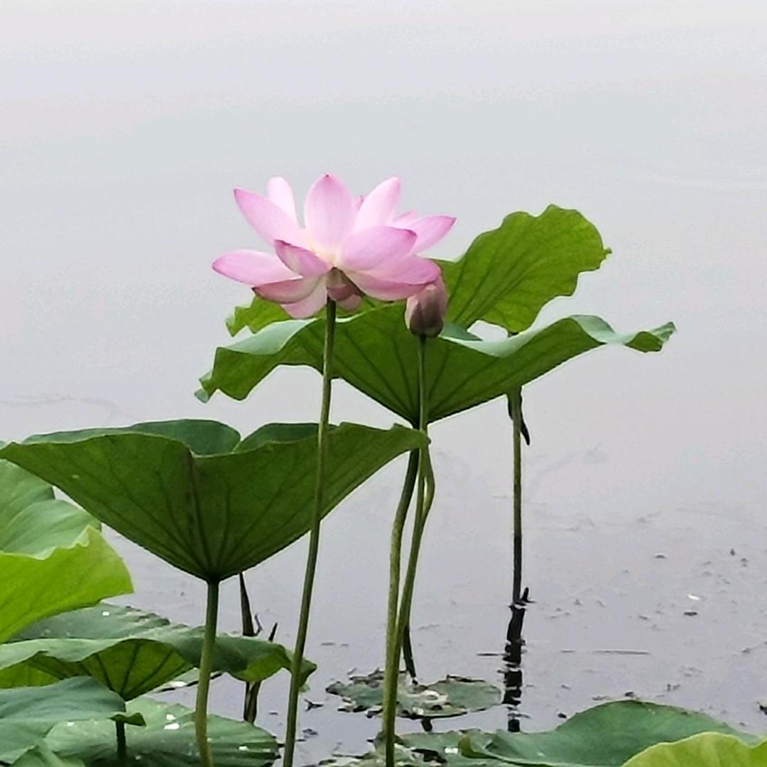 于大哥