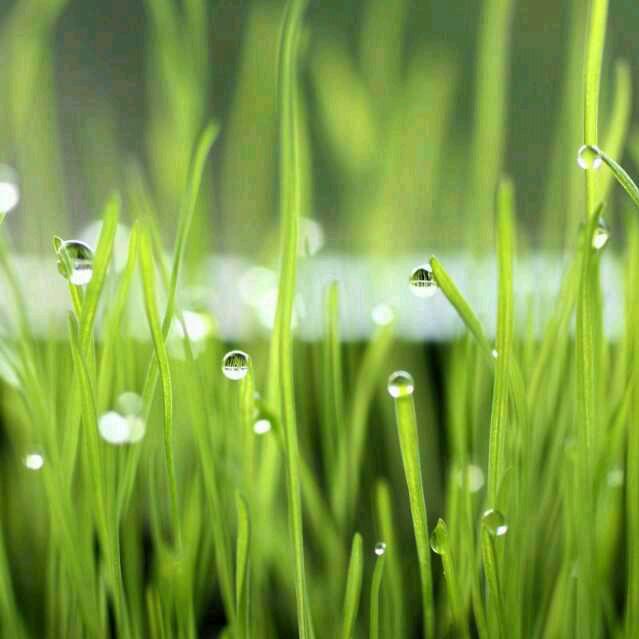 人生如歌葱姜蒜