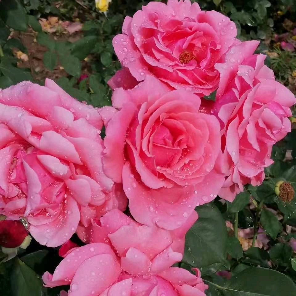 弯弯的月亮🌺