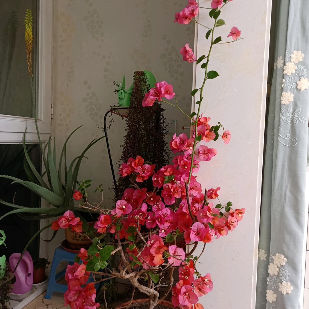 芷兰樱