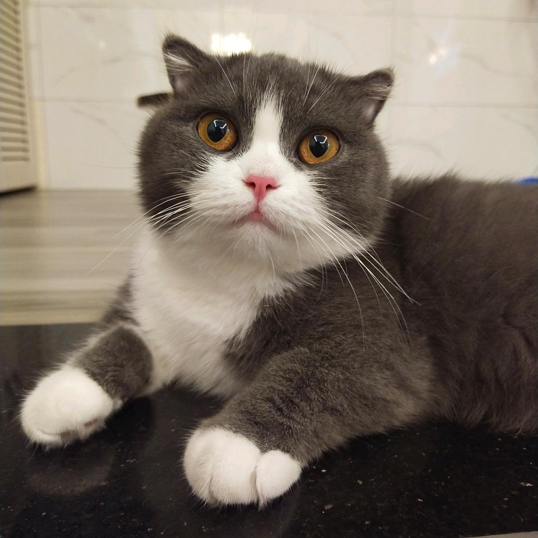 超浓密的小毛毯