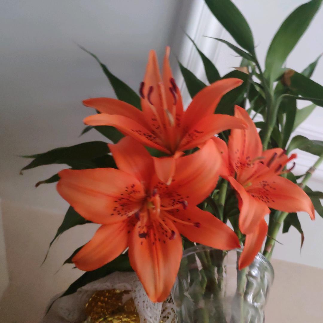 自由飞翔自由飞翔