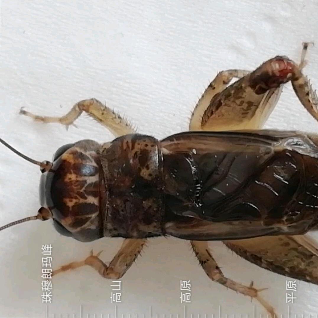 五柳先生蟋蟀商行