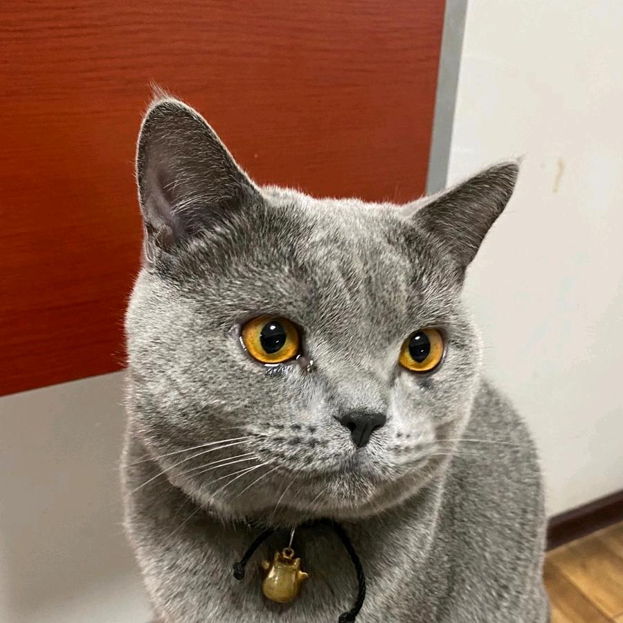 李子