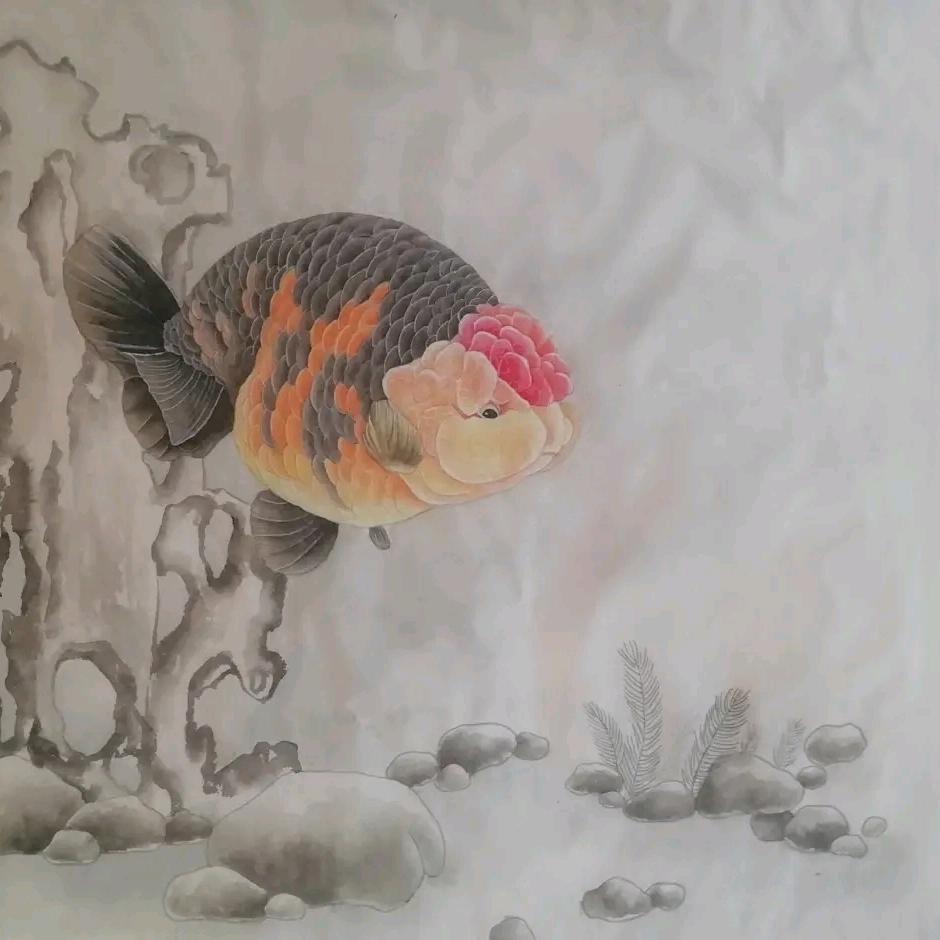 胖胖金鱼兰寿