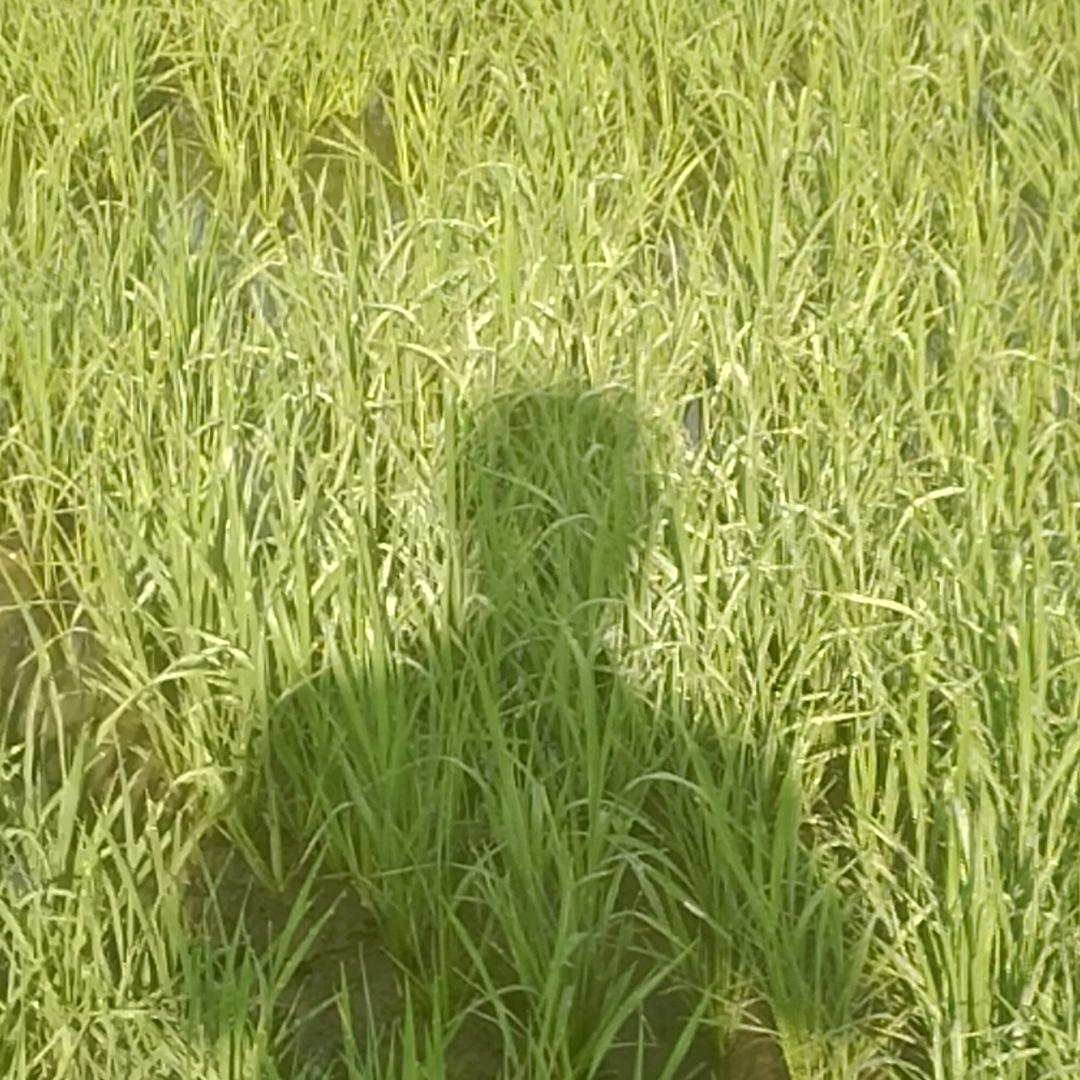 剑号