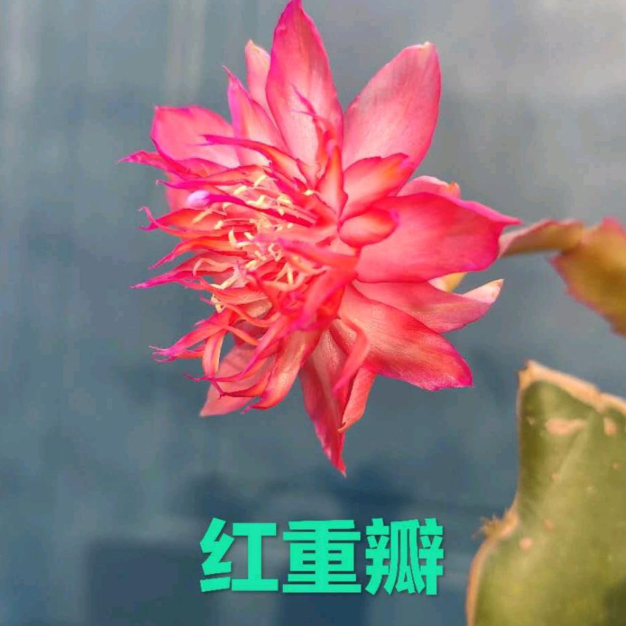 秦皇岛叶仙嫁接蟹爪兰个体店