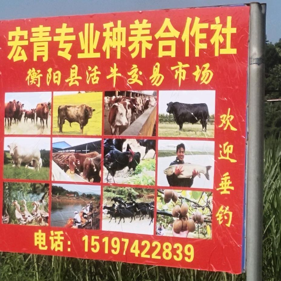 宏宴移动酒席团（刘厨）