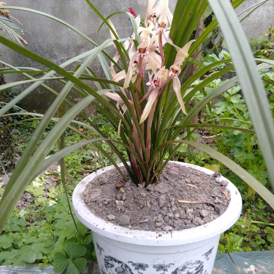 我是一颗小草