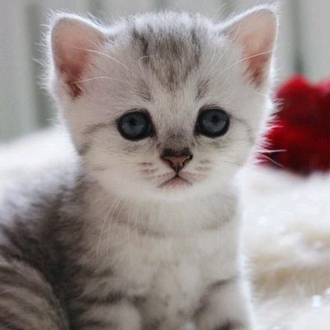 流浪小猫