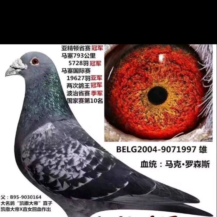 龙洲