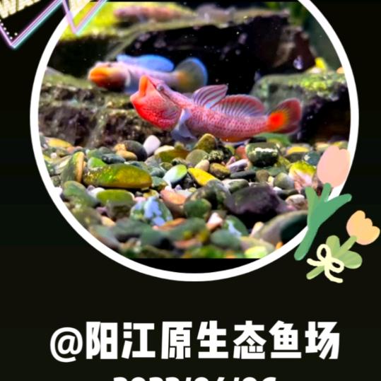 阳江原生态斗鱼场