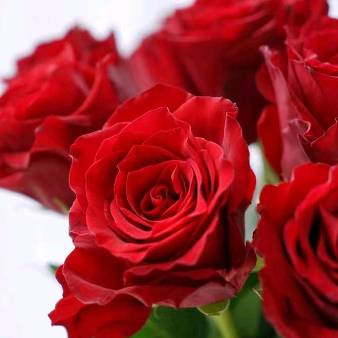 沭阳县椿木泽花卉经营部