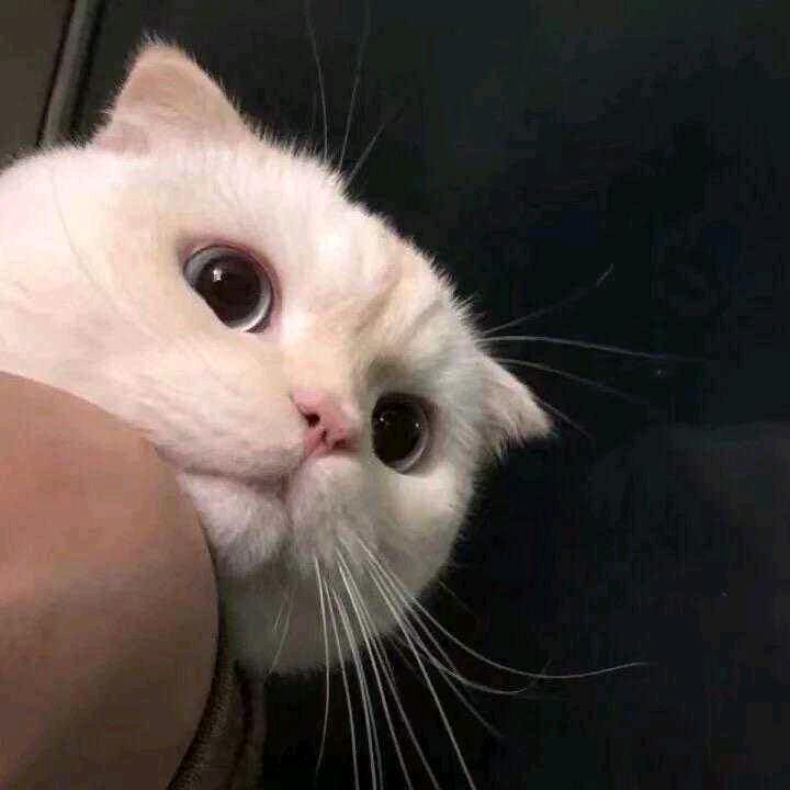 四脚兽🐒