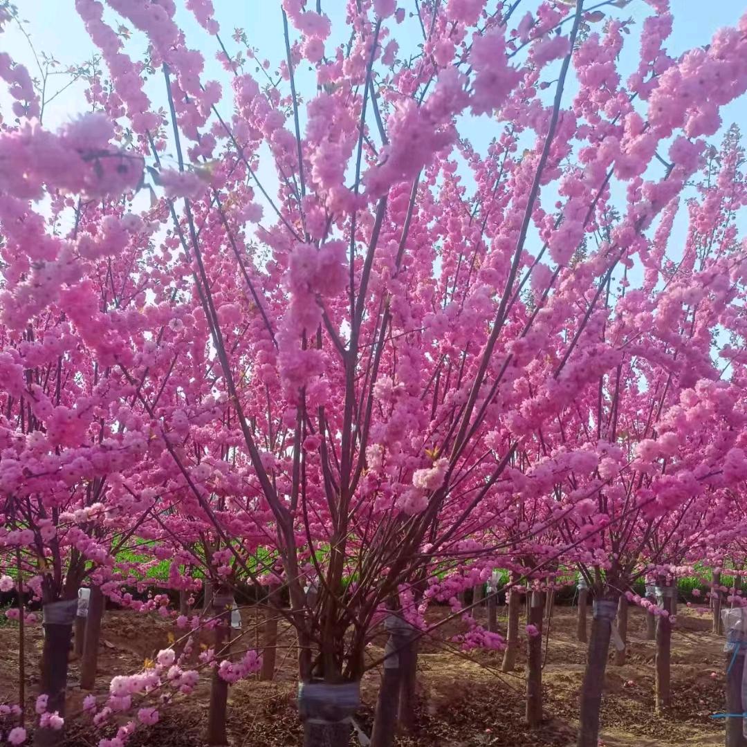 香花月季基地