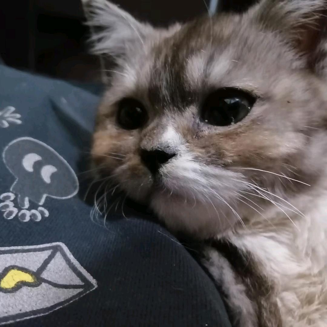 苏沐辰璇炸洋芋