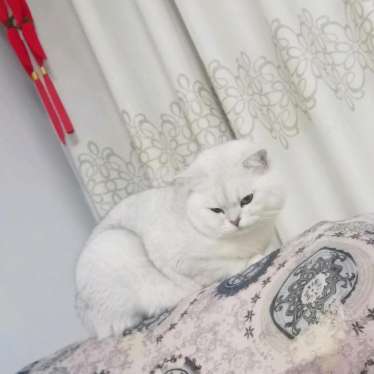 晒哥