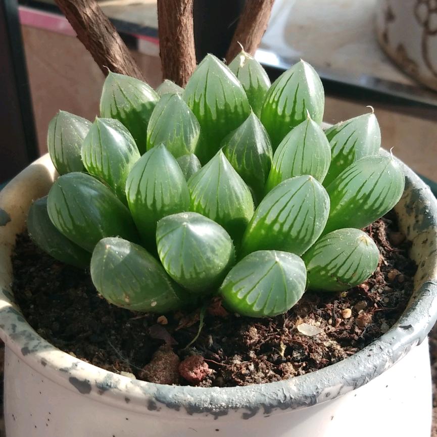 随缘