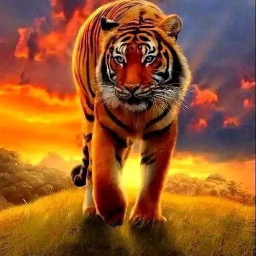 🐯🐯🐯虎气冲天