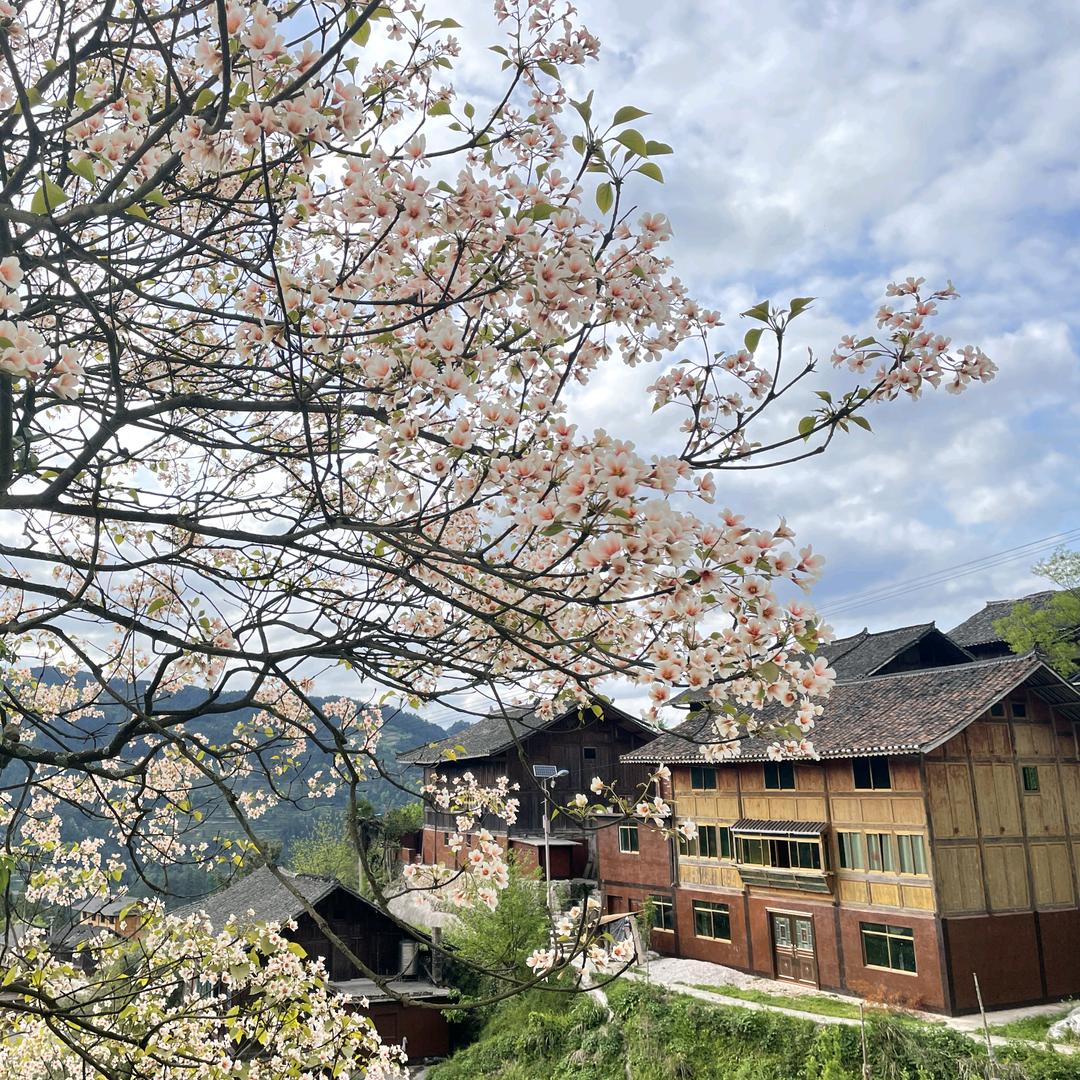 萝卜在乡村