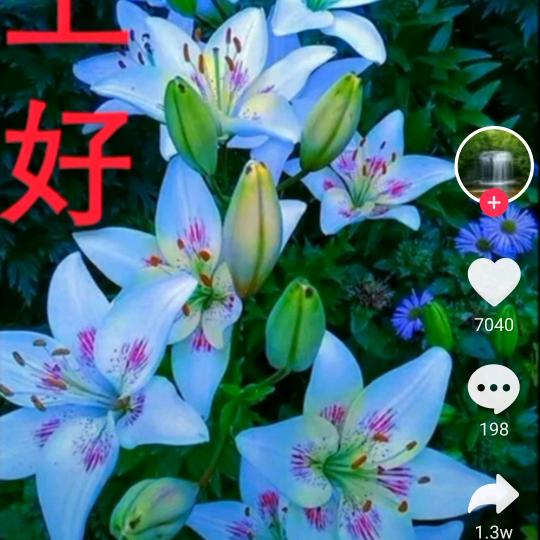 花儿朵朵开