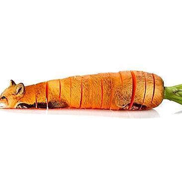 🥕狐萝卜头像