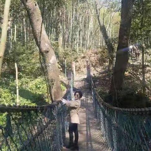 66年叶子