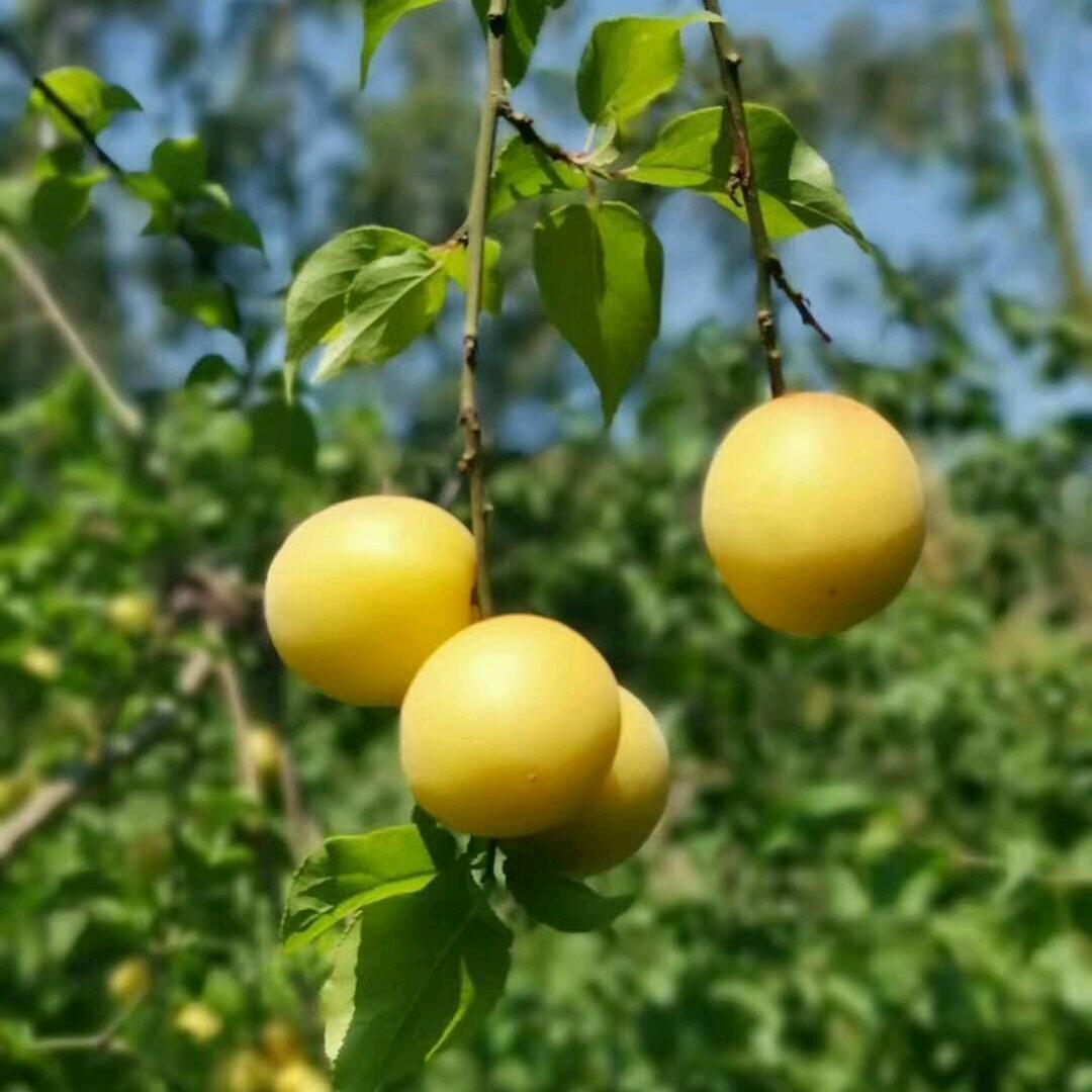 好物永泰来