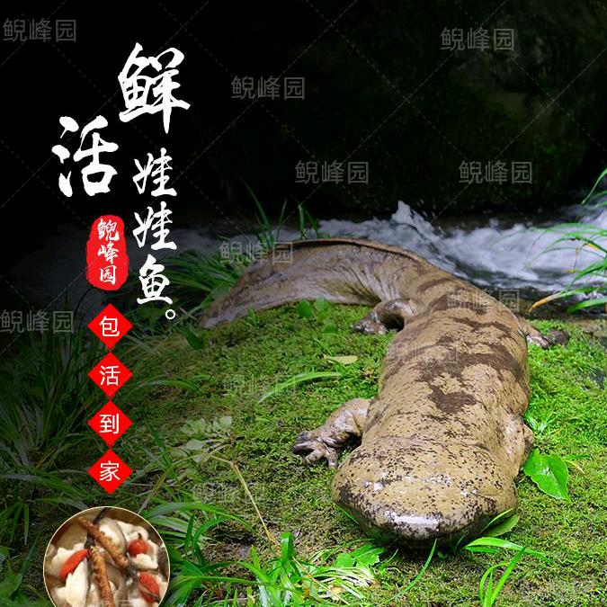 鲵蜂园营养食品专营店