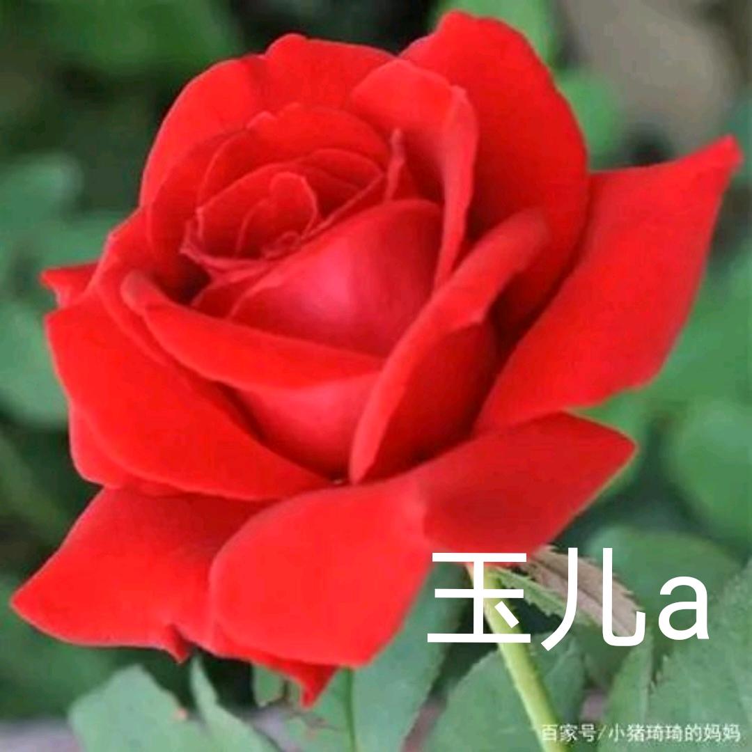 玉儿a