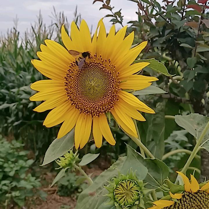 山里红蜂
